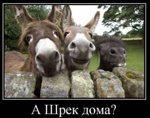 А Шрек дома