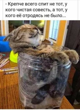 Крепче всего спит не тот у кого чистая совесть а тот У кого ее отродясь не было