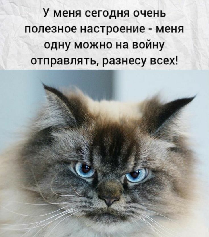У меня сегодня очень полезное настроение меня одну можно на войну отправлять разнесу всех