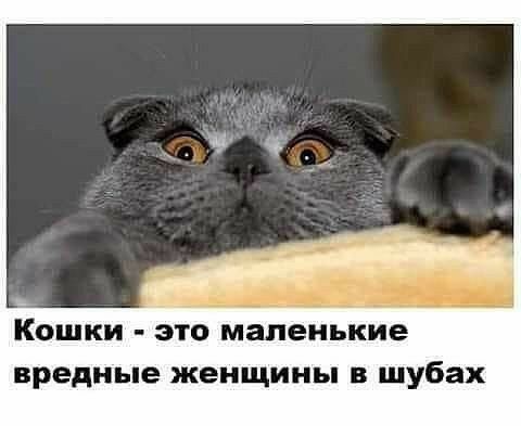 Кошки ето маленькие вредные женщины в шубах