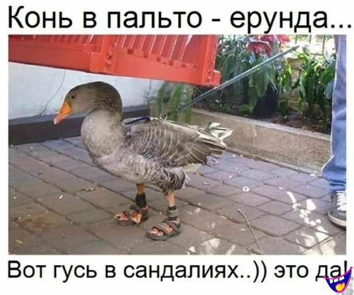 Конь в пальто Дергунда Вот гусь в сандалиях это