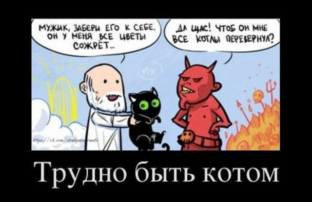 мыша Шац по к цве А щк что Он он у меня ке цвет и п 10 сожвЕТ все к шаги кд __і Трудно быть котом