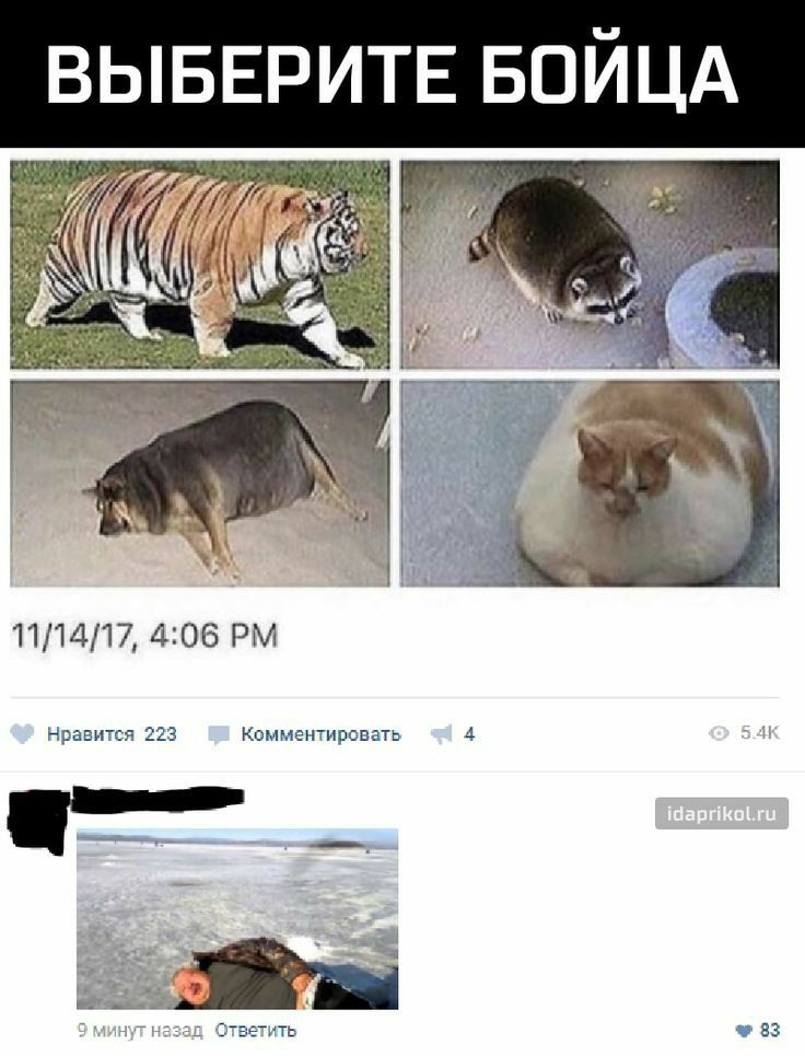 ВЫБЕРИТЕ БОЙЦА ЧЕЗ