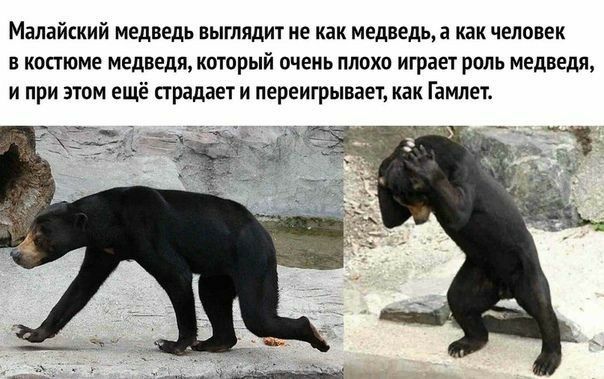 Малайский медведь выглядит не как медведь а как человек в костюме медведи который очень плохо играет роль медведя и при этом ещё предает и переигрывает как Гамлет
