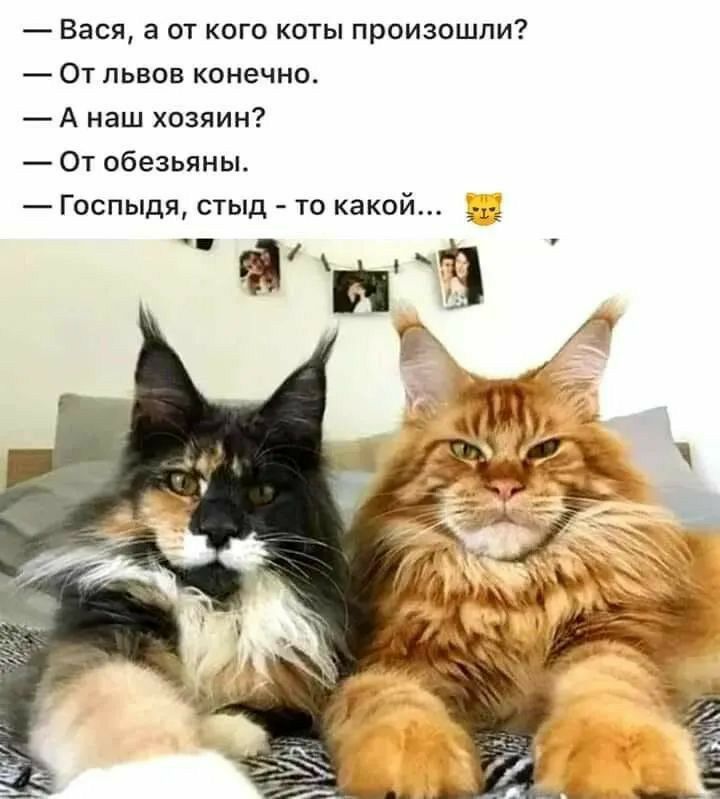 Вася а от кого коты произошли От львов конечно А наш хозяин От обезьяны Госпыдя стыд то какой аг