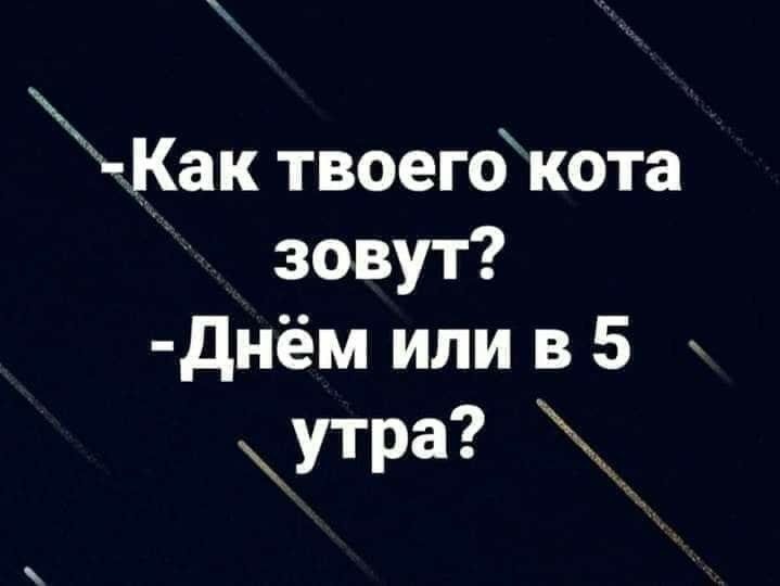 чКак твоею кота зовут днём или в 5 утра