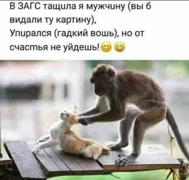 В ЗАГС тащила я мужчину вы 6 видали ту картину Упцрапся гадкий вошь но от счастья не уйдешь пп і
