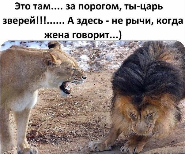 Это там за порогом ты царь зверей А здесь не рычи когда