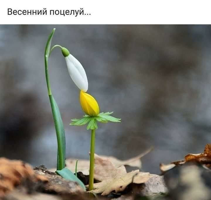 Весенний поцелуй 1 В