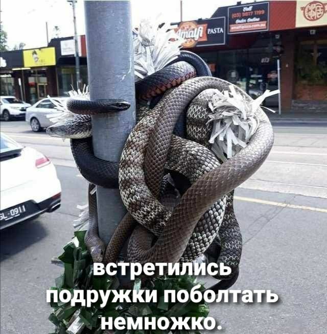 Ёртрети сь одружіи 055 или немнож_