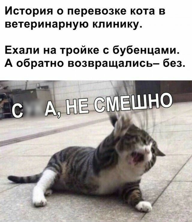 История о перевозке кота в ветеринарную клинику Ехали на тройке с бубенцами А обратно возвращались без