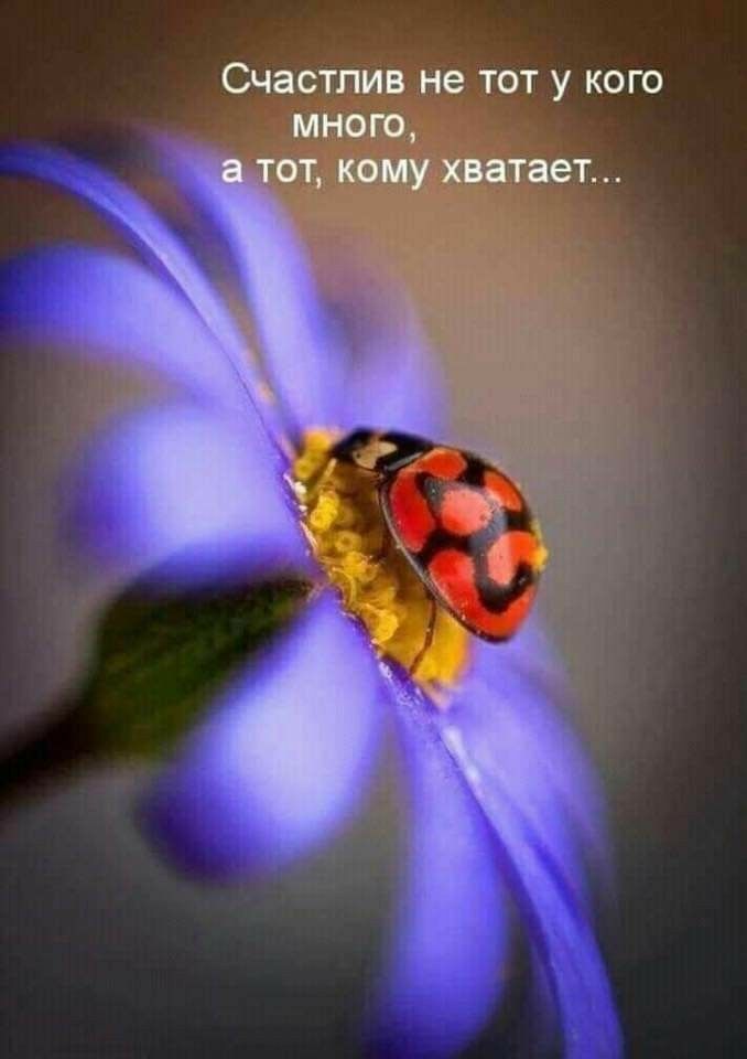 Счастлив не тот у кого много от кому хватает