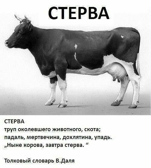 СТЕРВА СТЕРВА труп околеншето животного скота падаль мертвецина дохлятина упадь Ныне корова завтра стерва Толковый словарь Вдаля