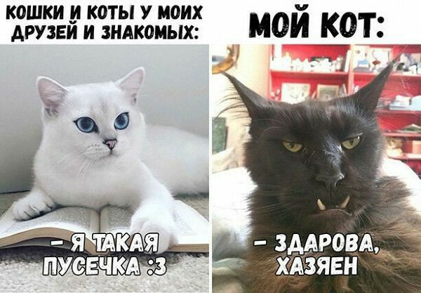 кошки и коты У моих Арузвй и зилкоиых мои КОТ