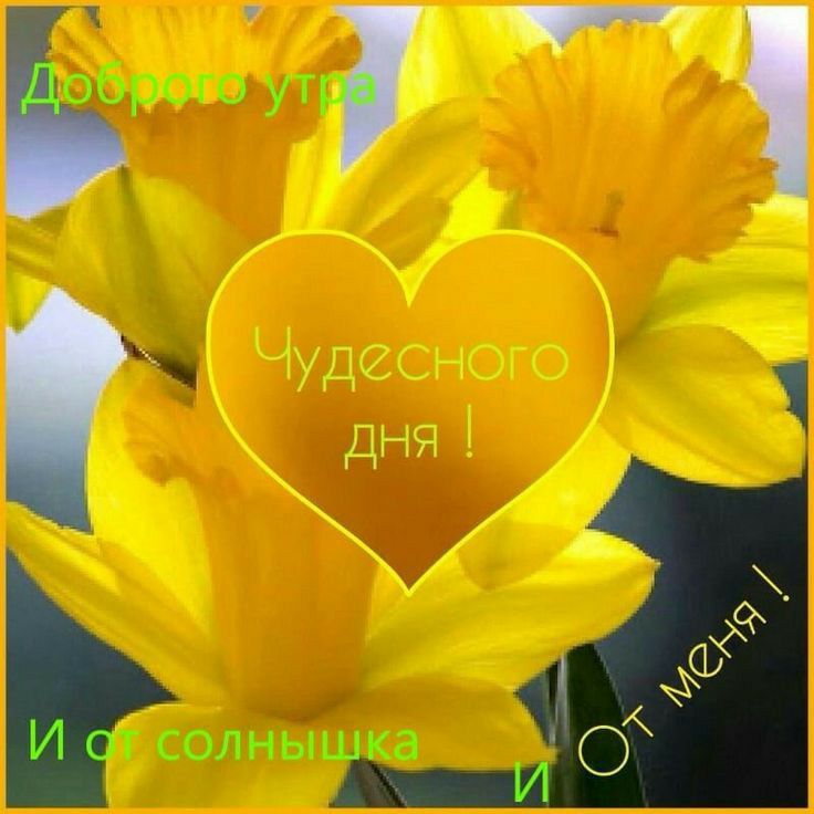 Доброего утра
Чудесного дня !
И от солнышка
И от меня !