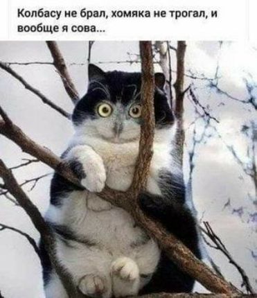 Капбасу не бред хомяка не тппгеп и вообще я сова