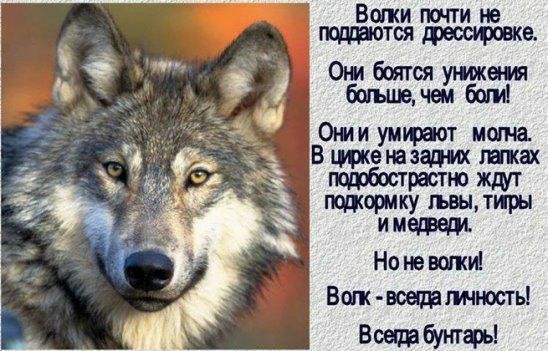 Волки почти не тся дрессировке. Они боятся ения больше, чеиг:ги!