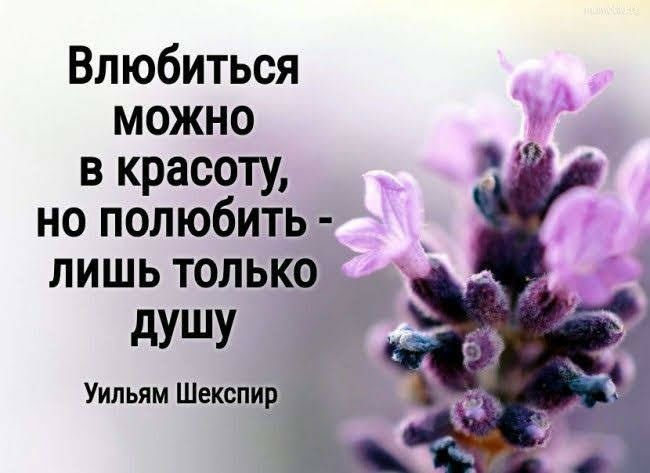 Влюбиться можно в красоту но полюбить лишь только душу Уильям Шекспир