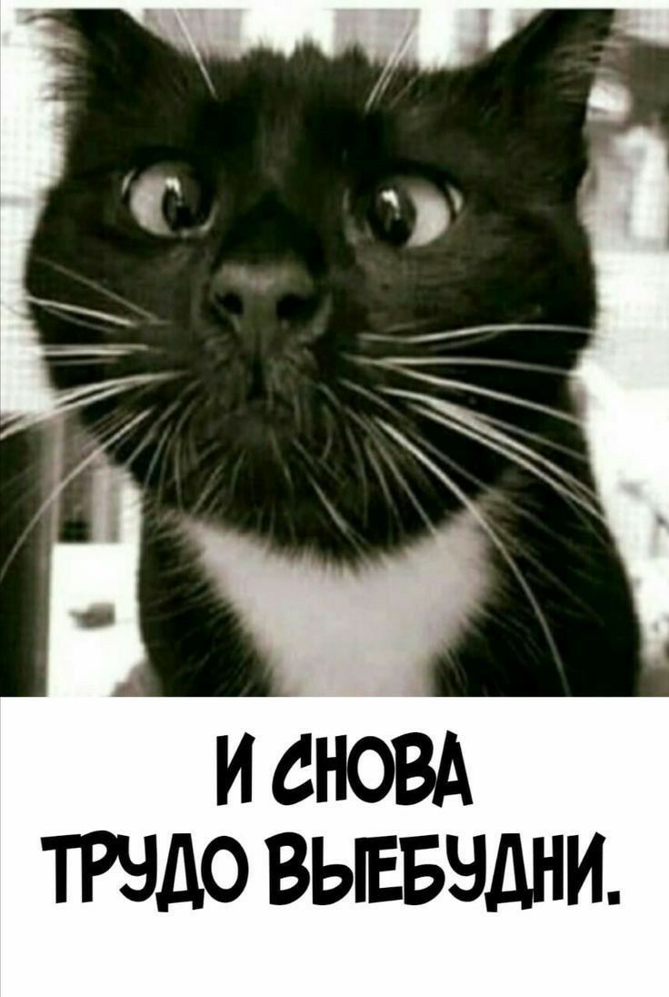И СНОВА ТРНДО ВЬЕБНДНИ