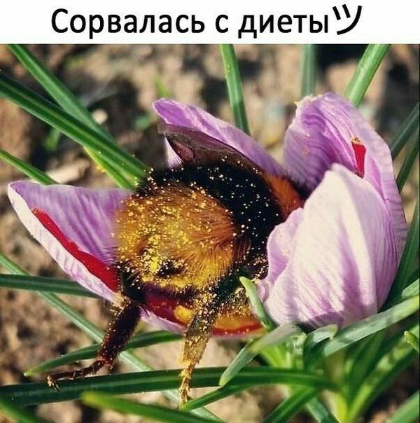 Сорвалась с диеты 7
