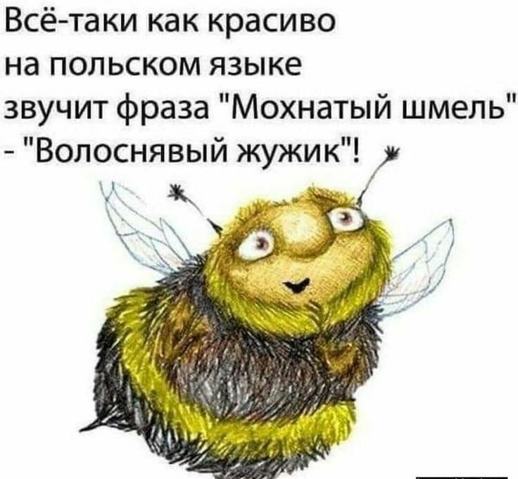 Всётаки как красиво на польском языке звучит фраза Мохнатый шмель Волоснявый жужик _
