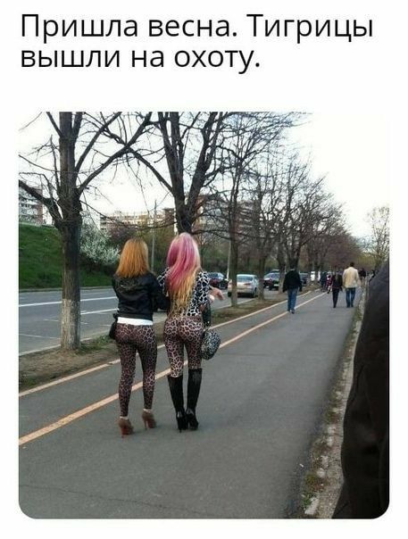 Пришла весна Тигрицы вышли на охоту