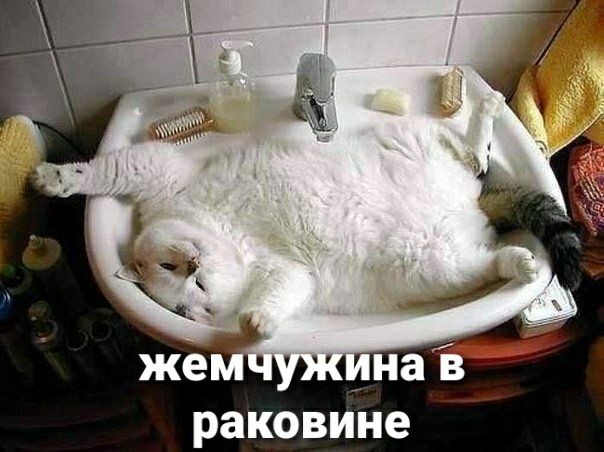 раковине