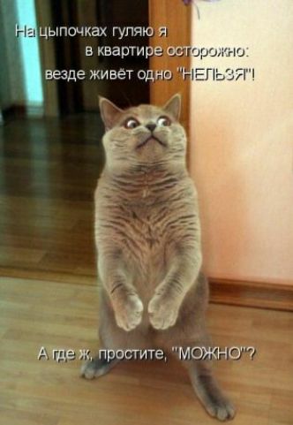 цыпочках гуляю я в квартире ос везде живет одно К Простите МОЖНО г