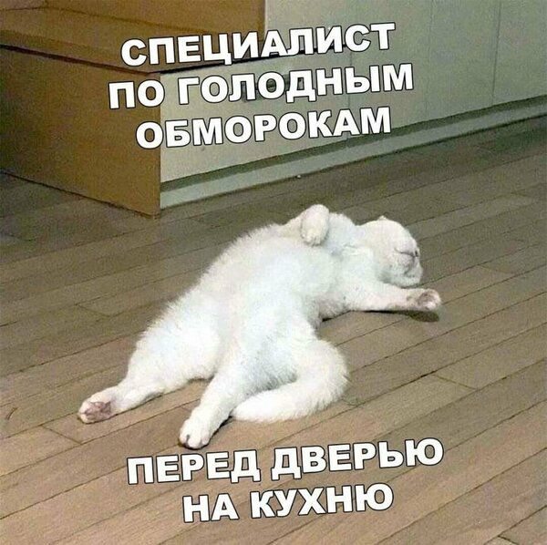 Специапист пололодным о морокам перед дверью на кухню
