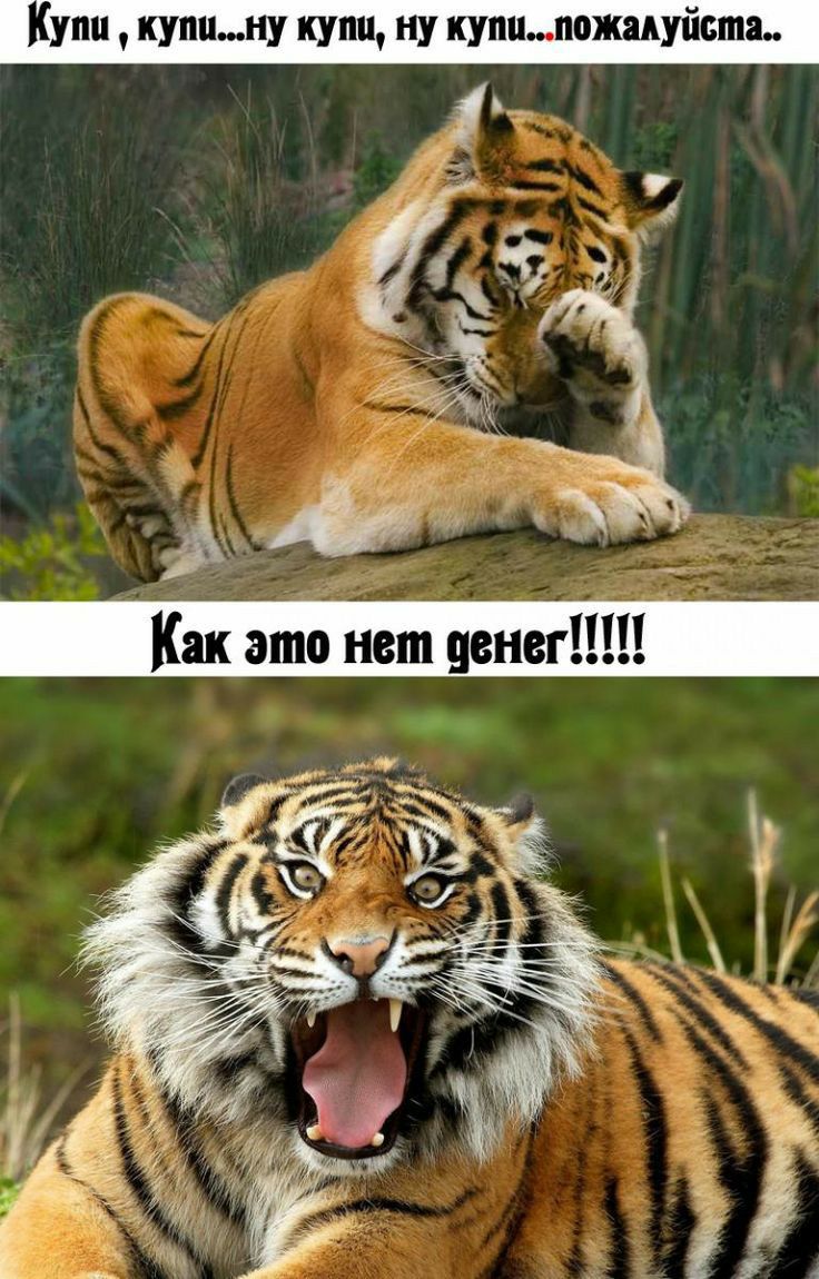 купину купи ну купипожадупвта Купи Как это нет денег
