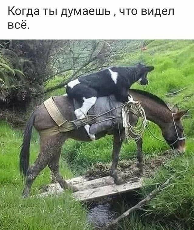 Когда ты думаешь что видел
