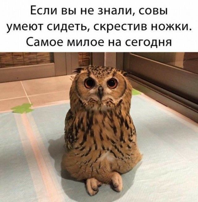 Если вы не знали совы умеют сидеть скрестив ножки Самое милое на сегодня