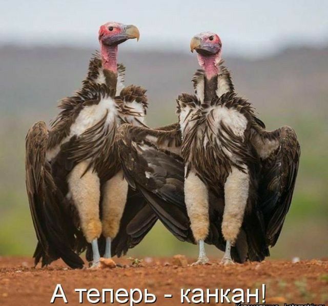 А тепег ь Канкан