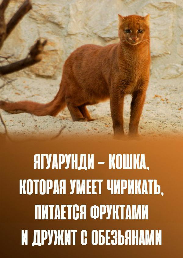 ЯШРУНЛИ ШШШ ШЕП ЧИРИИПЬ ПИТШБП ФРППШИ И ЛРУЖИТ ЦБЕЗЬЯНШИ