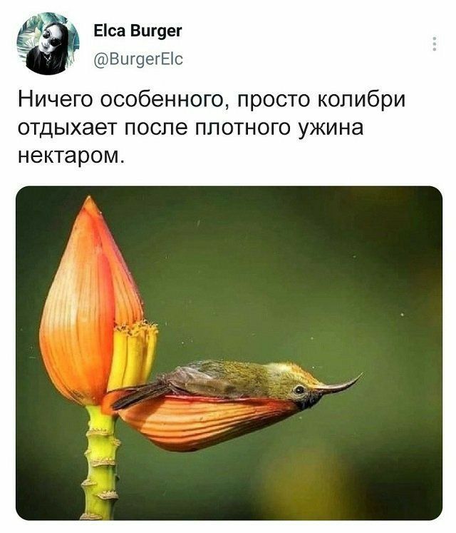 Еса Вигуег ВцщегЕіс Ничего особенного просто колибри отдыхает после плотного ужина нектаром