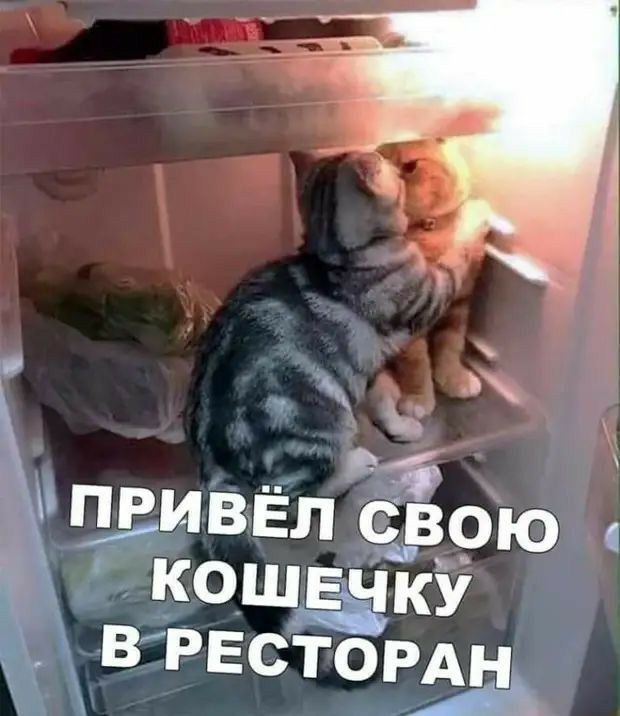 вччгстощн