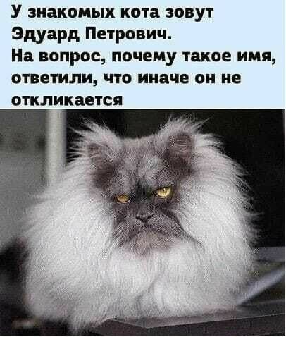У знакомых кота зовут Эдуард Петрович На ВОПРОС ПОЧЕМУ такое ИМЯ ответили ЧТО иначе О не откликается