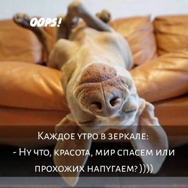 НУ ЧТО КРАСОТ МИР СПА ПРОХОЖИ НАПУГАЕМ ц 31 д