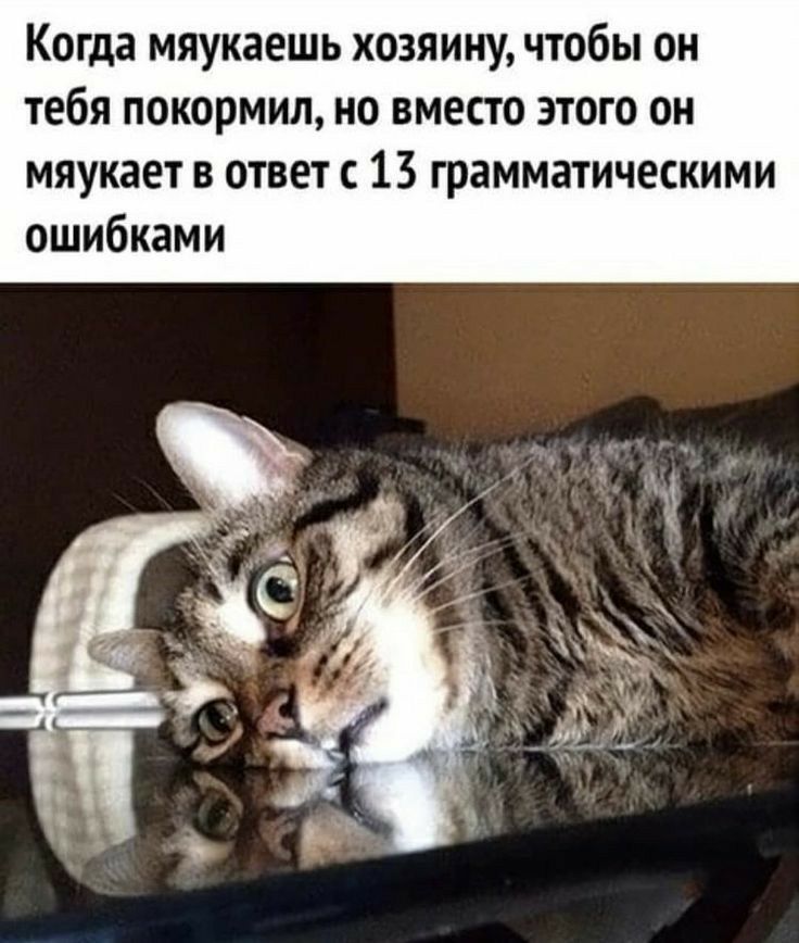 Когда мяукаешь хозяину чтобы он тебя покормил но вместо этого он мяукает в ответ с 13 грамматическими ошибками