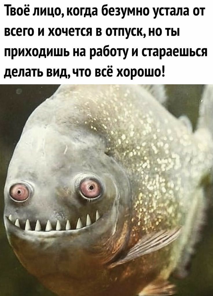 Твоё лицо когда безумно устала от всего и хочется в отпуск но ты приходишь на работу и стараешься делать видчто всё хорошо