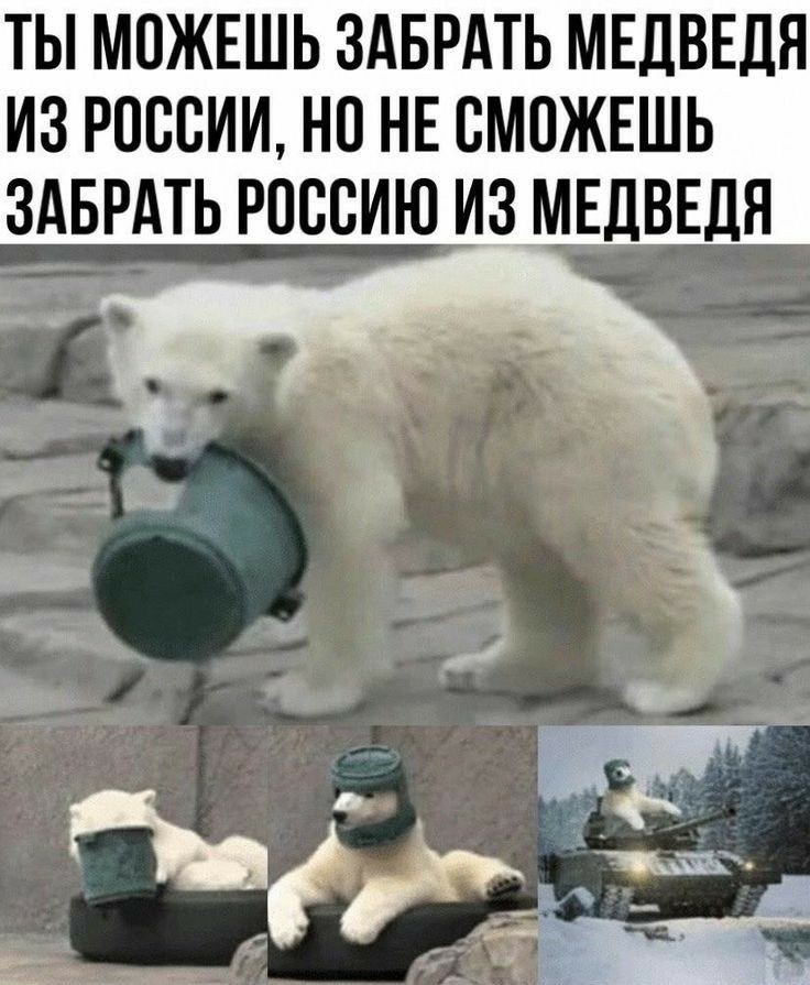 Не когда не брейте медведя