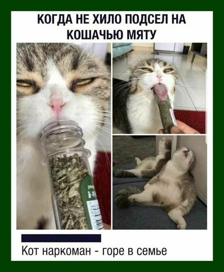 КОГДА НЕ ХИЛО ПОДСЕЛ НА КОШАЧЬЮ МЯТУ не Кот наркоман горе в семье