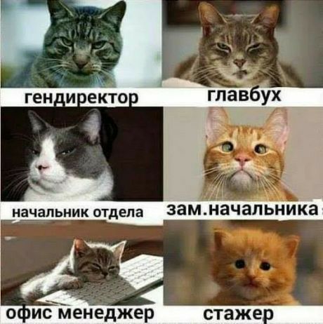 о иёТленеджер стаже