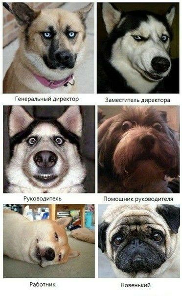 Генгрчьчый циркМГ замепигель диреппра ммм Нам ший