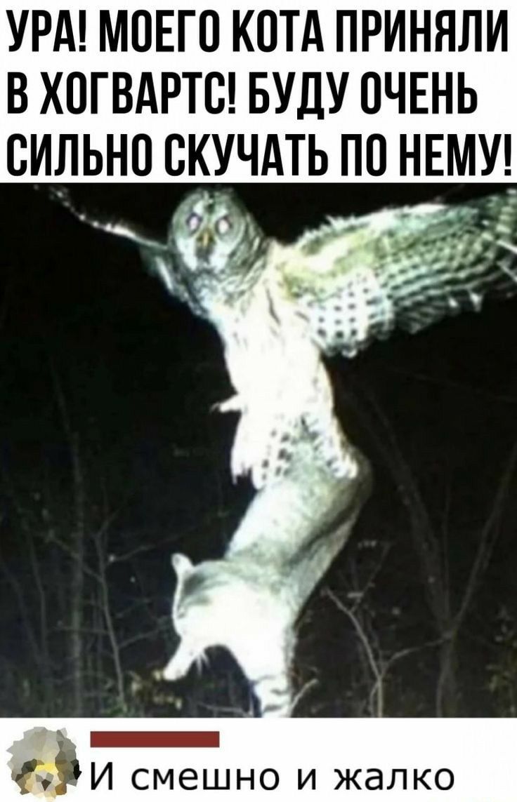 УРА МОЕГО КОТА ПРИНЯЛИ В ХОГВДРТО БУДУ ОЧЕНЬ ОИЛЬНО ОКУЧАТЬ ПО НЕМУ _ и смешно и жалко