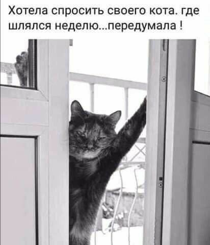Хотела СПРОСИТЬ СВОЕГО КОТЕ где ШПЯЛСЯ неделюпередумапа П