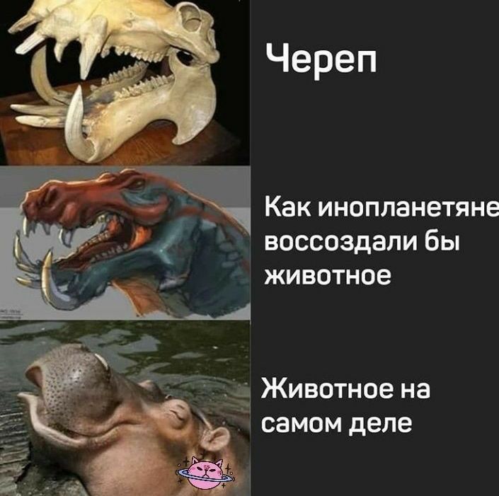Череп Как инопланетяне воссоздали бы животное дд Животное на самом деле