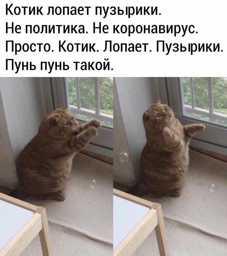 Котик лопает пузырики Не политика Не коронавирус Просто Котик Попает Пузырики Пунь пунь такой