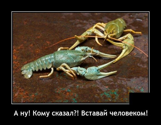 А ну Кому сказал Вставай человеком