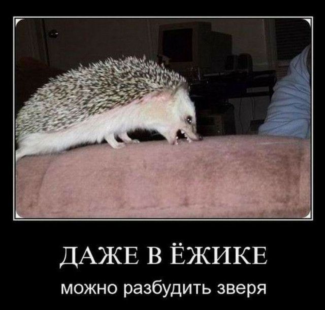 ДАЖЕ В ЁЖИКЕ можно разбудить зверя